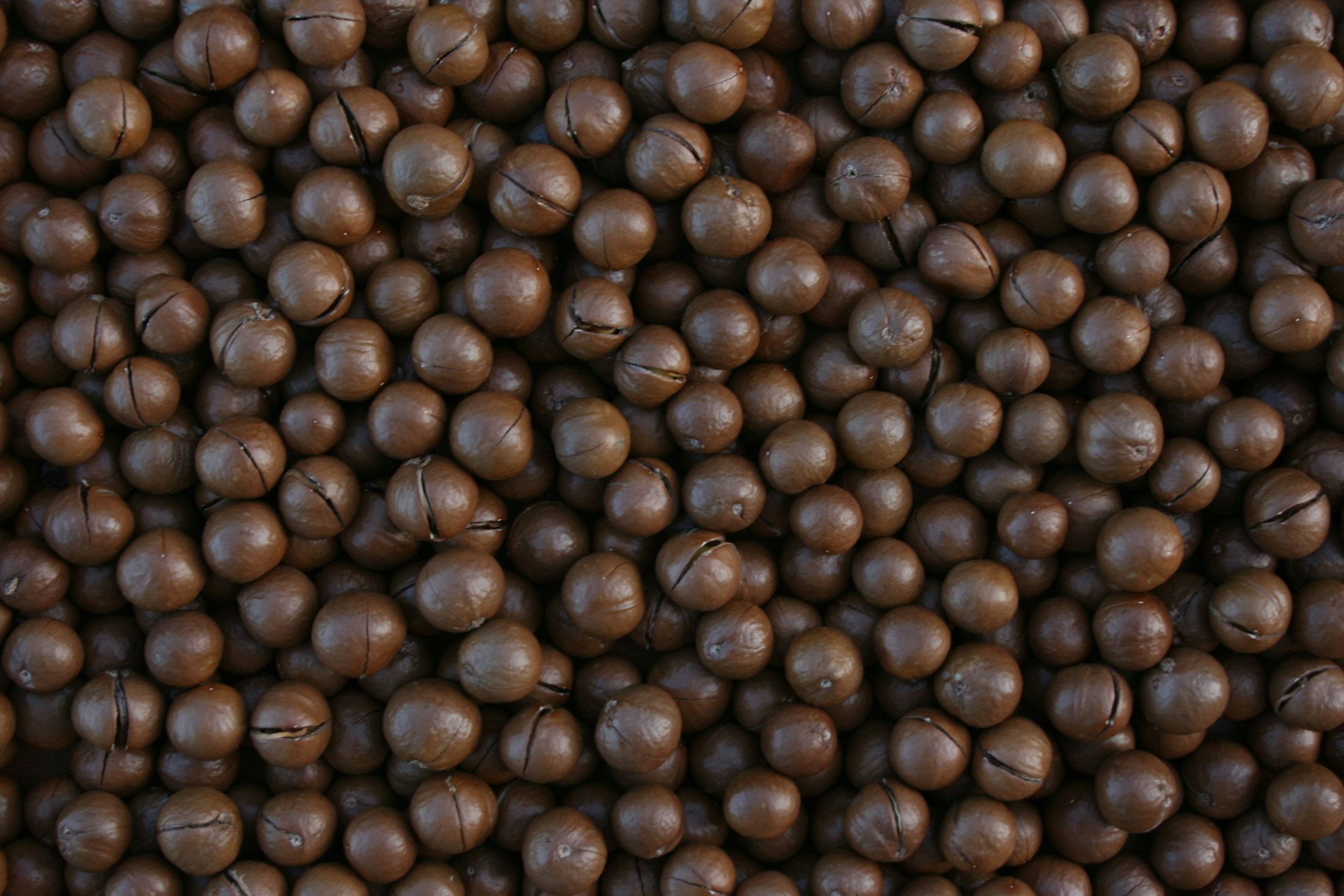 A close-up of macadamia nuts in their natural shells